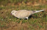 African Collared-Dove